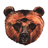 Animated Gif Bear